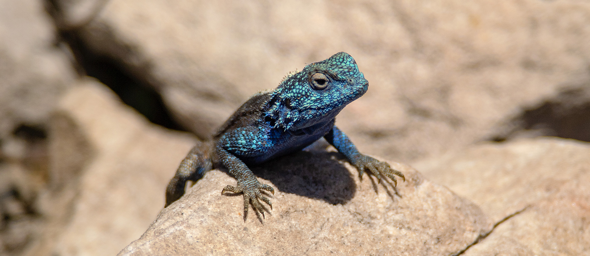 Lizard