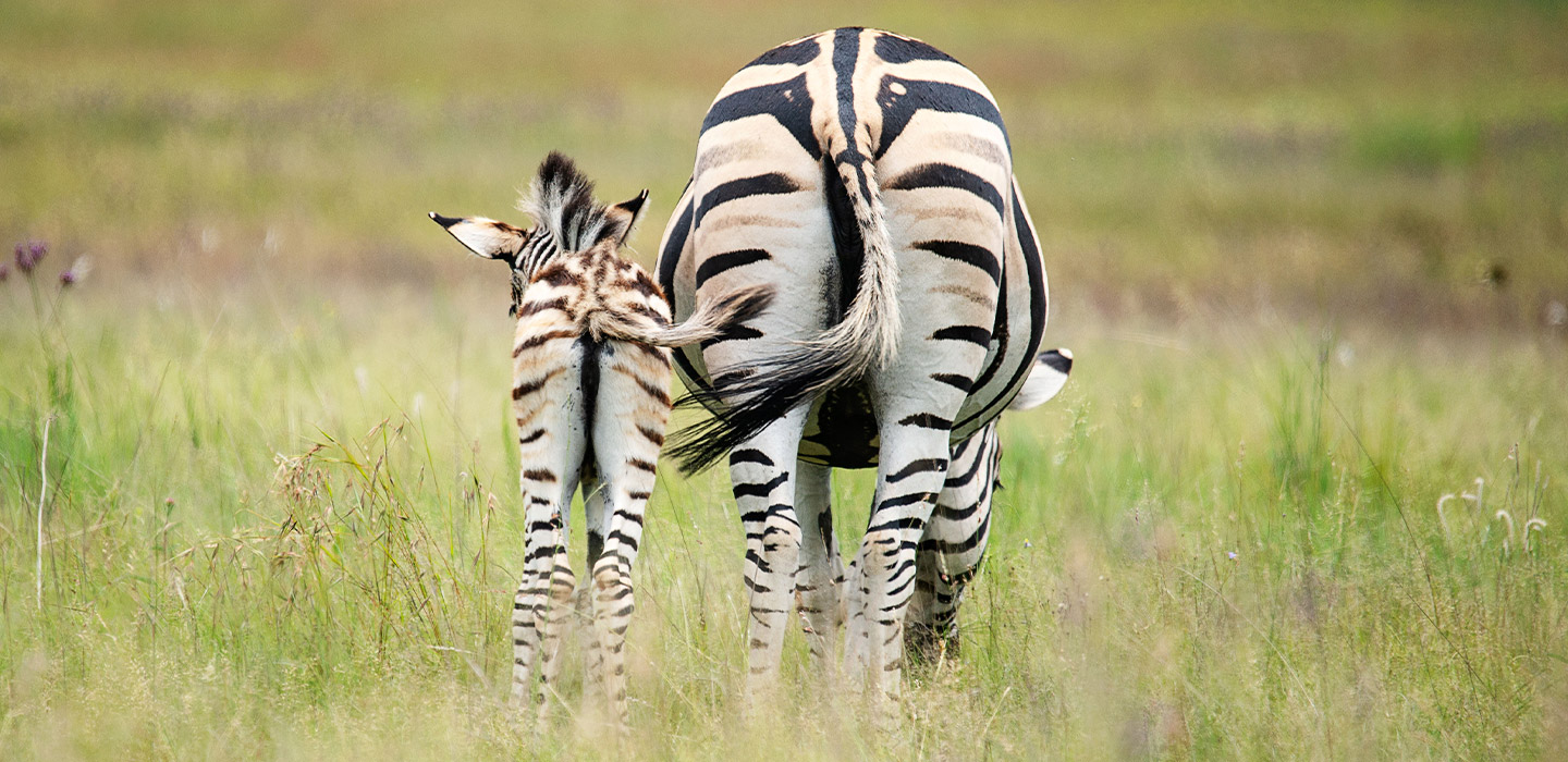 Zebra